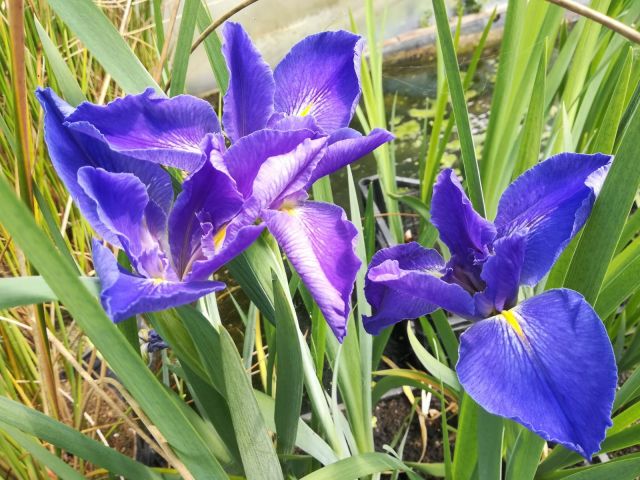 Iris louisiana 'Sinfonietta'