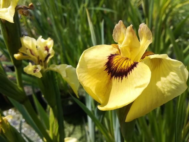 Iris pseudata 'Ryugan'