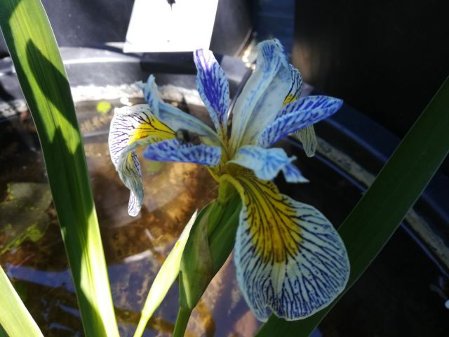 Iris 'Roy's Line'