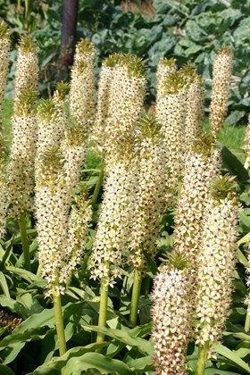 Eucomis comosa 'Cornwood'