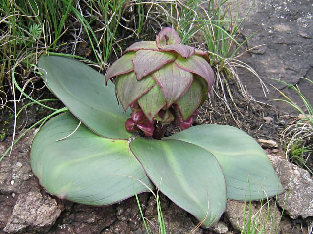 Eucomis schijffii