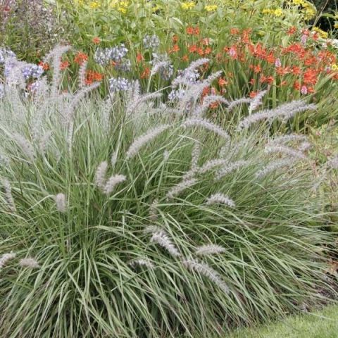 Pennisetum orientale 2 litres