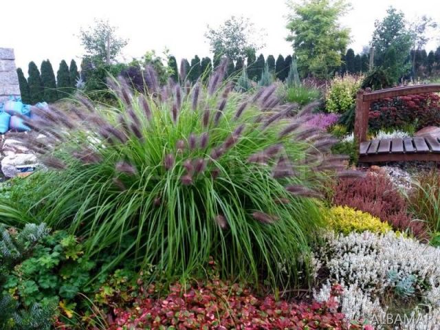 Pennisetum alopecurodes 'Black Beauty' 2 litres