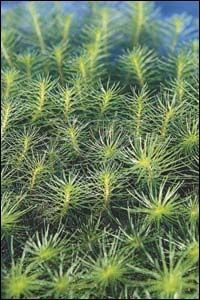 Myriophyllum propium