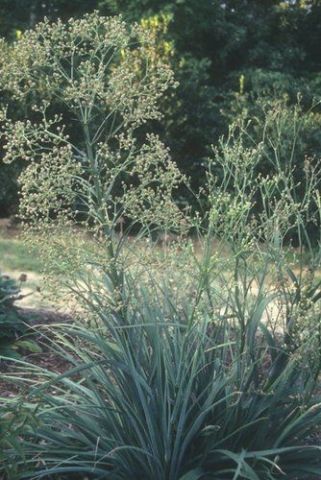 Eryngium pandanifolium