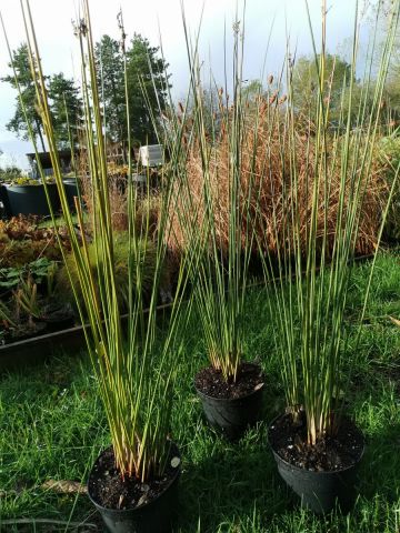 Juncus pallidus 'Javelin'