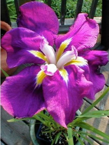 Iris ensata 'Sensation' 1 litre