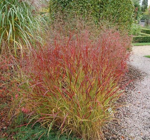 Panicum virgatum 'Rehbraun' 2 litres