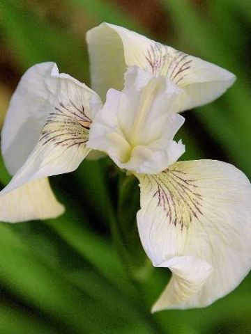 Iris pseudacorus 'Crme de la Crme'