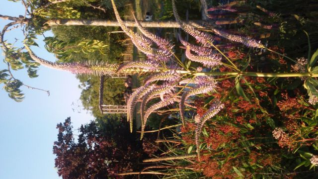 Veronicastrum virginicum f. 'Caeruleum'