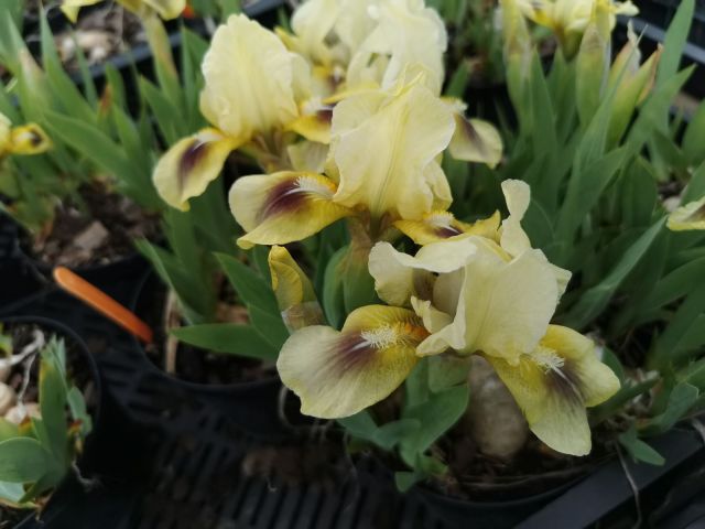 Iris pumila 'Yellow Spot'