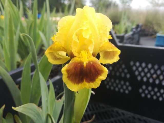 Iris pumila 'Meadow court'