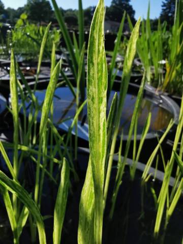 Sagittaria graminea 'Crushed Ice'