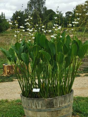 Echinodorus palaefolius 