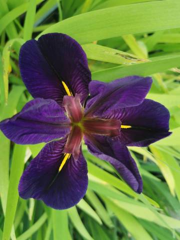 Iris louisiana 'Black Gamecock'