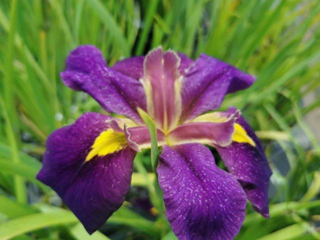 Iris louisiana 'Professor Claude'