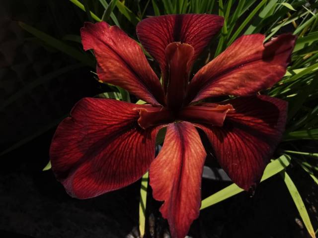 Iris louisiana 'Red Echo'