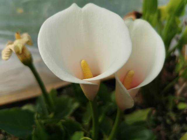 Zantedeschia aethiopica 'Pink Mist'