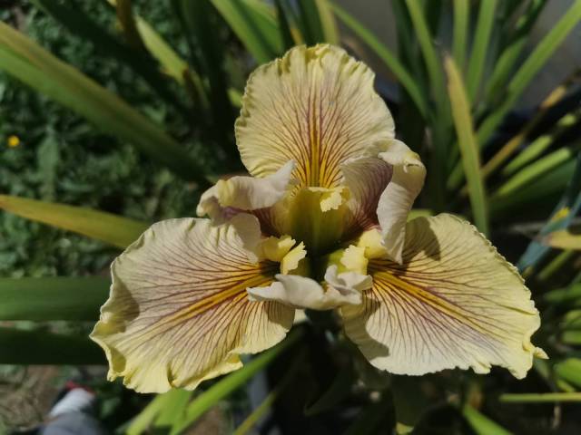 Iris louisiana 'Wow Factor'