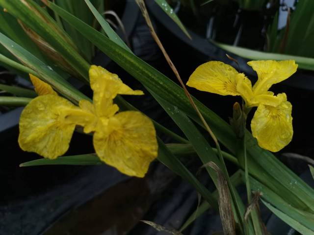 Iris pseudacorus 'Roy's Baby'