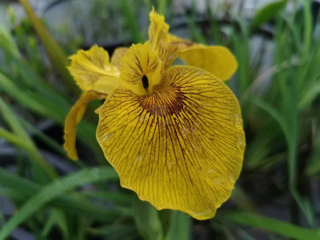 Iris pseudacorus 'Roy Davidson'