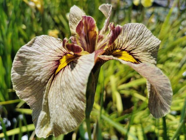 Iris pseudata 'Samon'