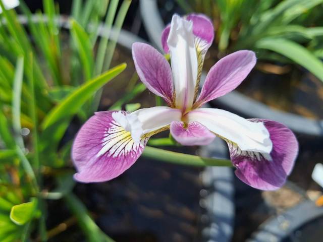 Iris versicolor 'Party Line'