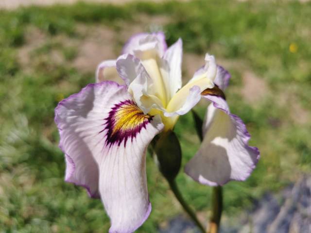 Iris pseudata 'Lawton Ridge'