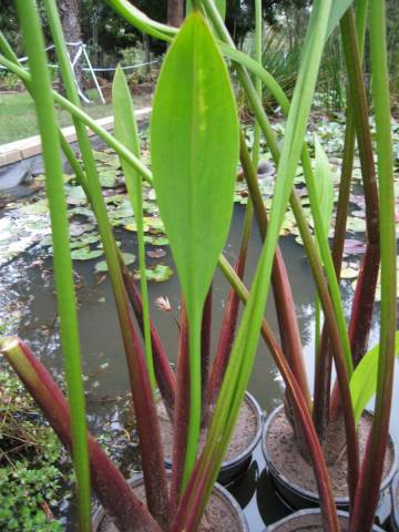 Sagittaria lancifolia 'Ruminodes' 