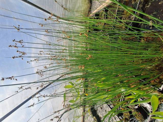 Scirpus lacustris