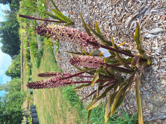 Eucomis 'Indian Summer'