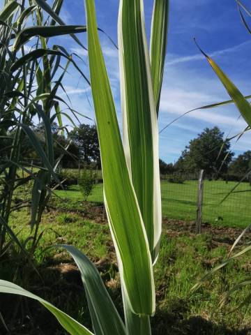 Arundo donax 'Variegata' 1 litre