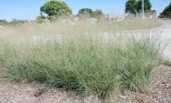 Eragrostis elliottii 2 Litres