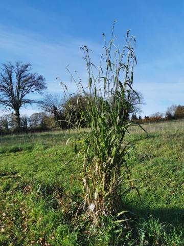 Pennisetum latifolium 2 litres