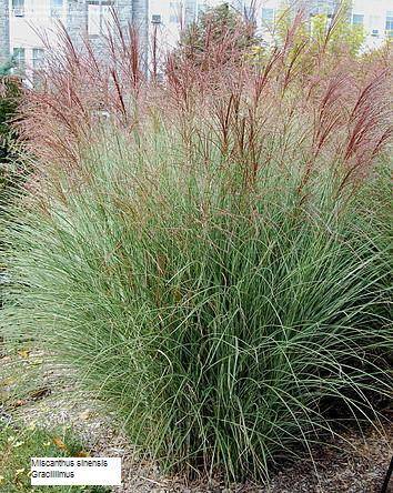 Miscanthus sinensis 'Gracillimus' 2 litres