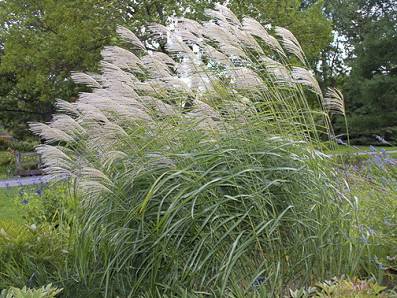 Miscanthus sinensis 'Roland' 2 litres