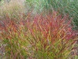 Panicum virgatum 'Warrior' 2 litres