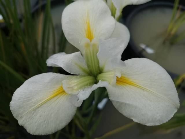 Iris louisiana 'Her Highness'