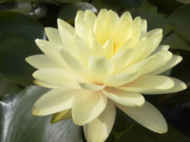 Lemon Meringue