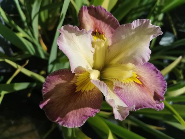 Iris louisiana 'Summer Symphony'