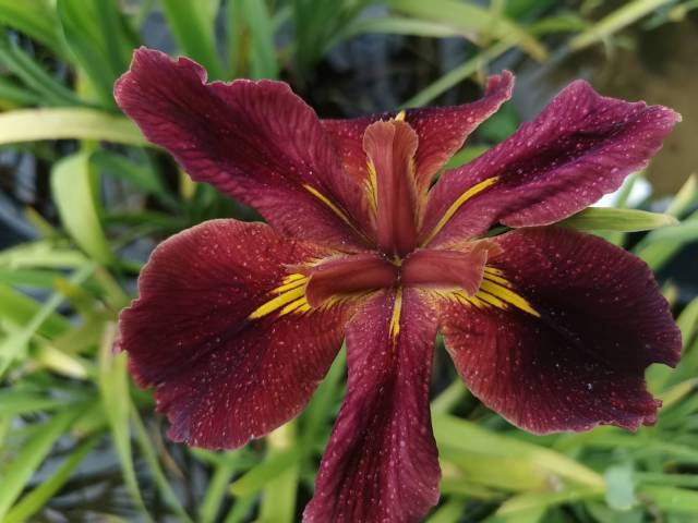 Iris louisiana 'Ann Chowning'