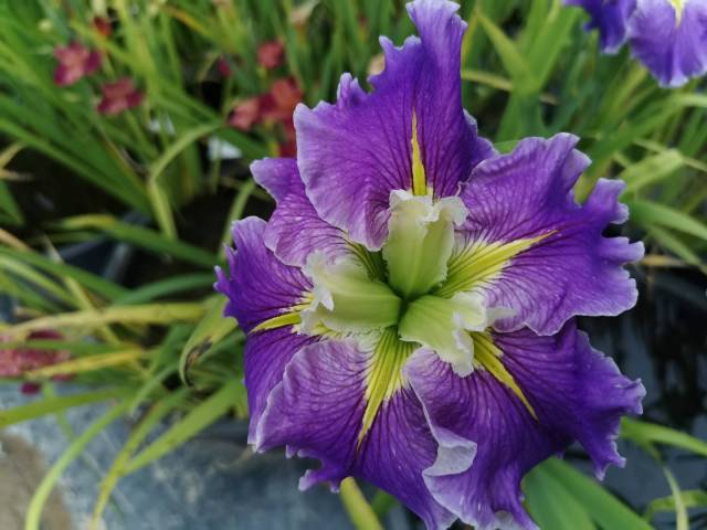 Iris louisiana 'Arrows'