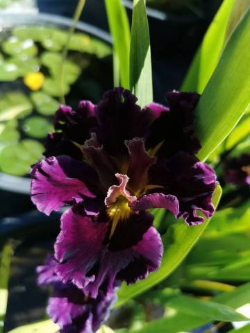 Iris louisiana 'Garnet Storm Dancer'