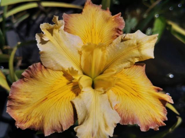 Iris louisiana 'Few Are Chosen'