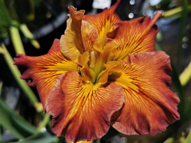 Iris louisiana 'Better Believe It'