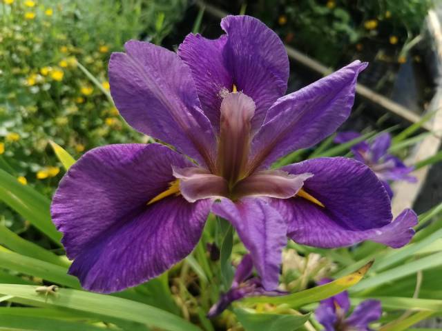 Iris louisiana 'Pegaletta'