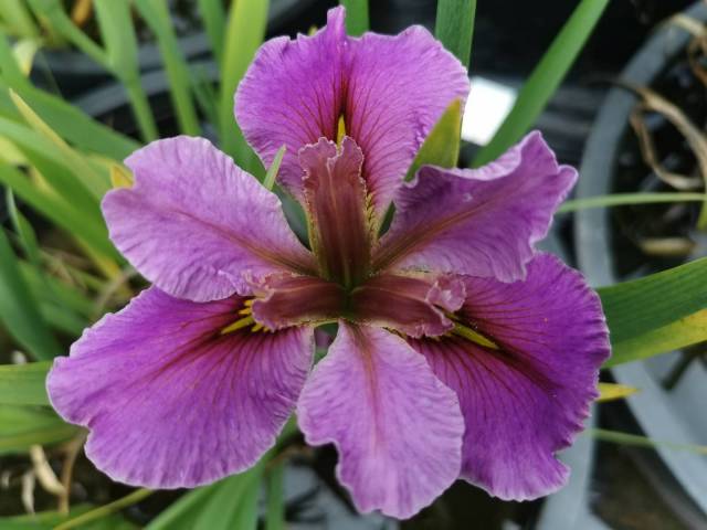 Iris louisiana 'Aunt Shirley'