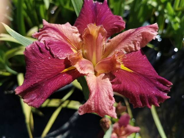 Iris louisiana 'Peaches and Wine'