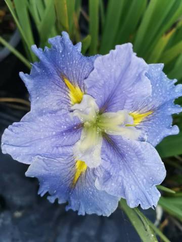 Iris louisiana 'Blue Mountain Mist'