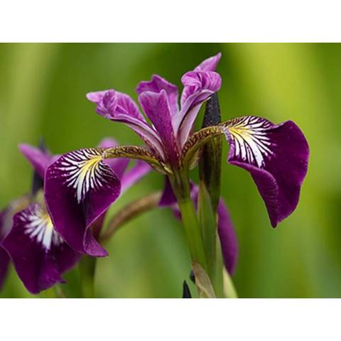 Iris laevigata 'Kermesina'